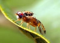 Malware Fruitflye