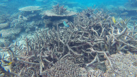 Australia pierde arrecife
