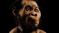 Cerebro de Tiny Homo naledi