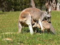 Kangaroo Ransomware